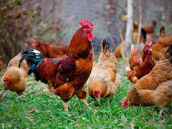 Породы куриц | ЗооТом - продажа, вязка и услуги для животных в Ужуре