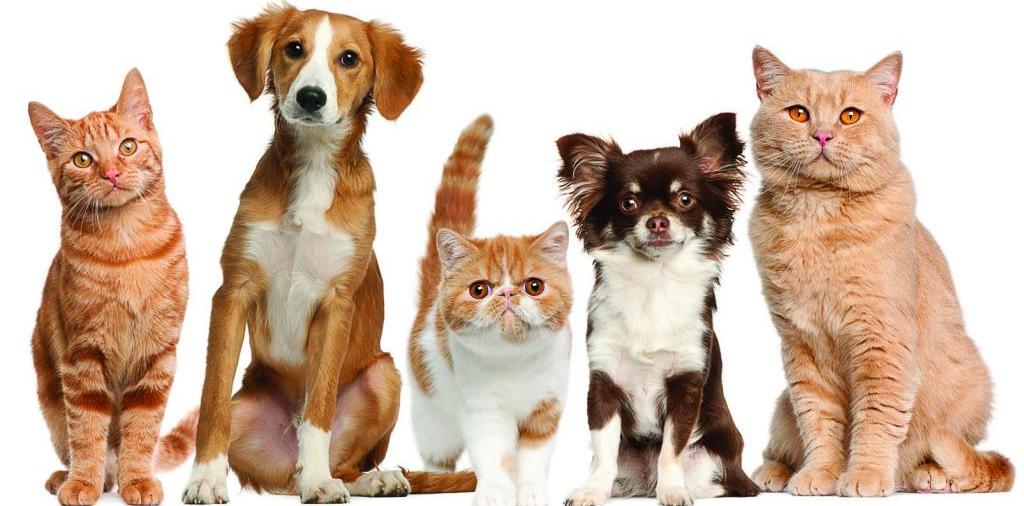 Доска объявлений о животных | ЗооТом - продажа, вязка и услуги для животных в Ужуре