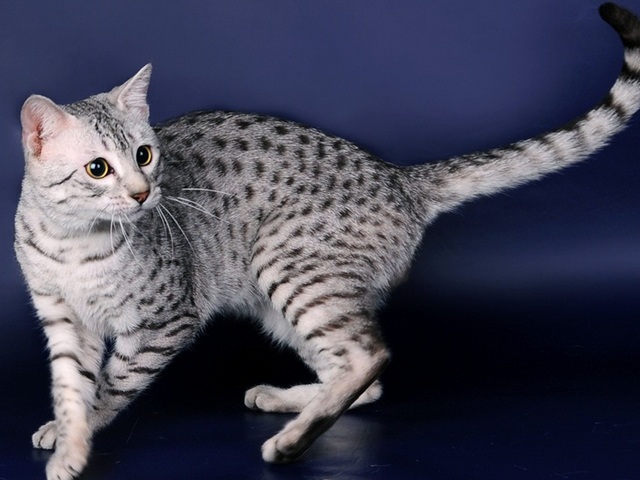 Породы кошек в Ужуре | ЗооТом портал о животных
