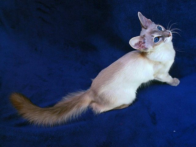 Выведенные породы кошек в Ужуре | ЗооТом портал о животных