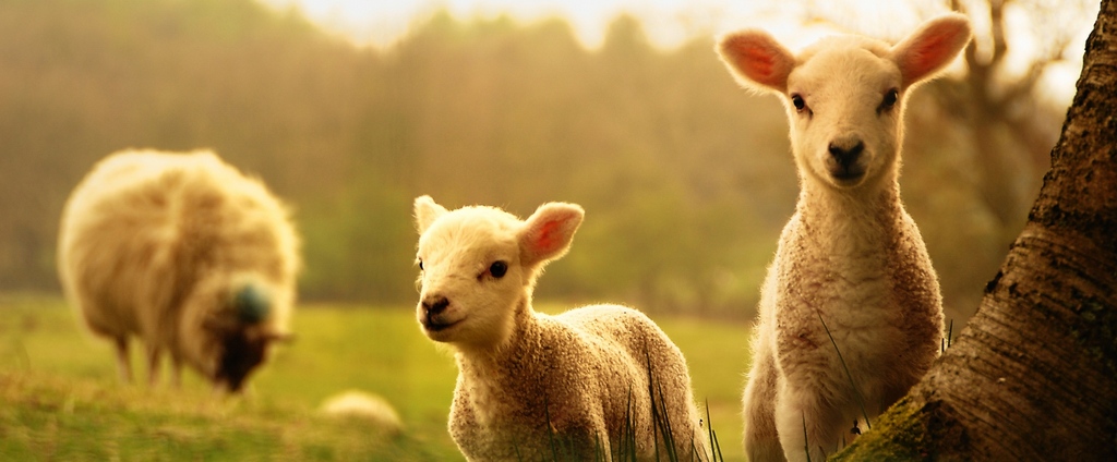 Объявления о сельскохозяйственных животных | ЗооТом - продажа, вязка и услуги для животных в Ужуре
