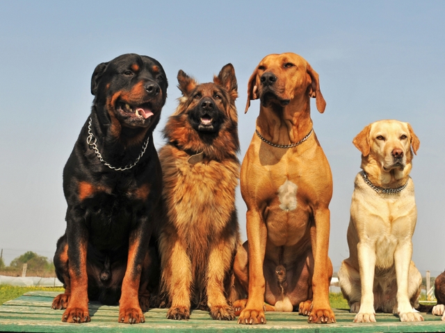 Крупные породы собак в Ужуре | ЗооТом портал о животных